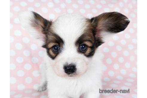 成約済の千葉県のパピヨン-201358の5枚目