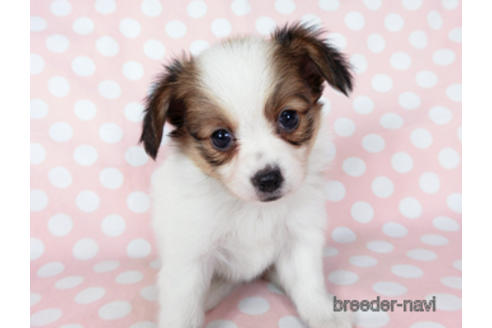 成約済の千葉県のパピヨン-201373の7枚目