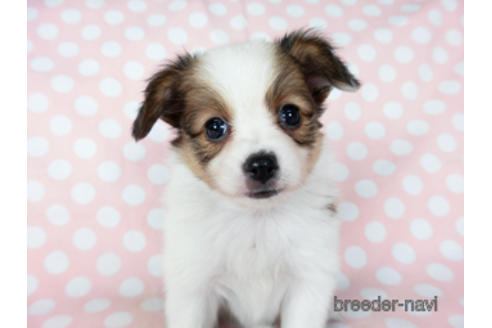 成約済の千葉県のパピヨン-201373の6枚目