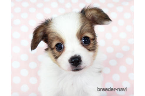 成約済の千葉県のパピヨン-201373の5枚目