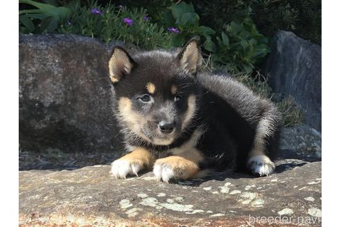 成約済の愛知県の柴犬-200364の3枚目