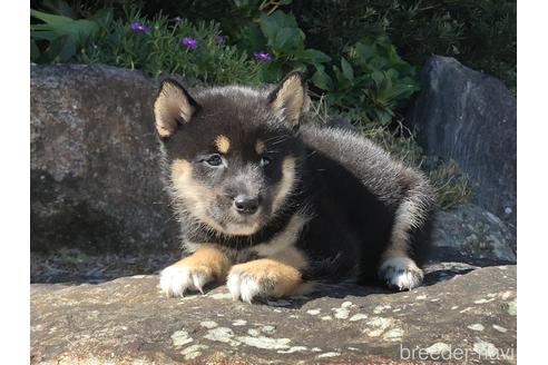成約済の愛知県の柴犬-174130の6枚目