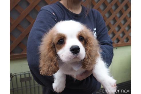 成約済の埼玉県のキャバリアキングチャールズスパニエル-193911の4枚目