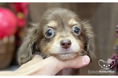 成約済の愛知県のチワックス:チワワ×ミニチュアダックスフンド-202553の4枚目