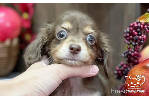 成約済の愛知県のチワックス:チワワ×ミニチュアダックスフンド-202553の1枚目