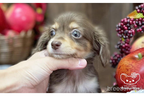 成約済の愛知県のチワックス:チワワ×ミニチュアダックスフンド-202553の2枚目