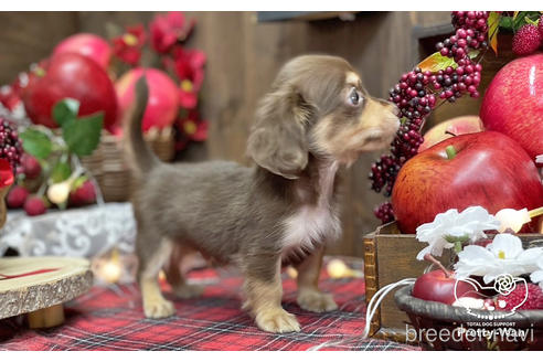 成約済の愛知県のチワックス:チワワ×ミニチュアダックスフンド-202553の3枚目