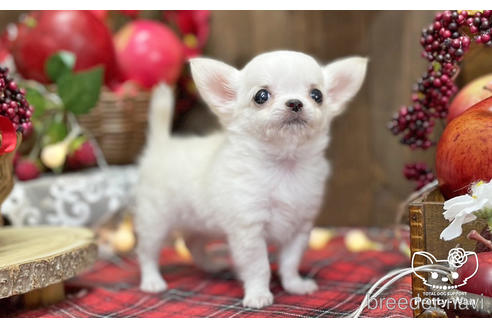 成約済の愛知県のチワワ(ロングコート)-202554の5枚目