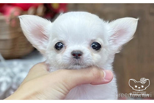 成約済の愛知県のチワワ(ロングコート)-202554の1枚目