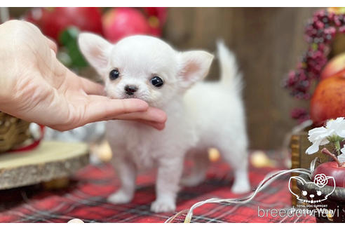 成約済の愛知県のチワワ(ロングコート)-202554の2枚目