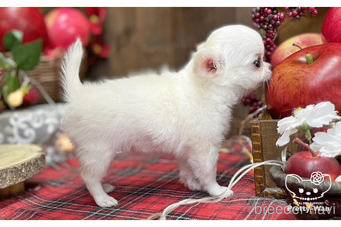 成約済の愛知県のチワワ(ロングコート)-202554の4枚目