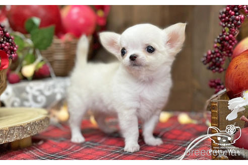 成約済の愛知県のチワワ(ロングコート)-202554の3枚目