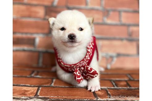 成約済の福岡県の豆柴-202615の1枚目