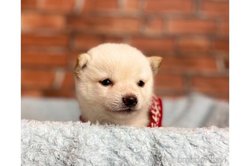 成約済の福岡県の豆柴-202615の3枚目