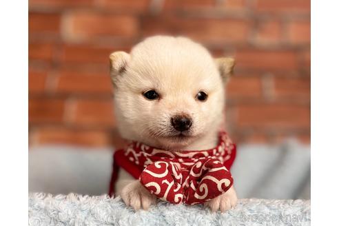 成約済の福岡県の豆柴-202615の4枚目