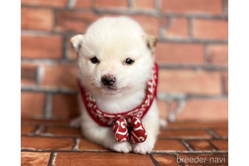 成約済の福岡県の豆柴-202615の5枚目