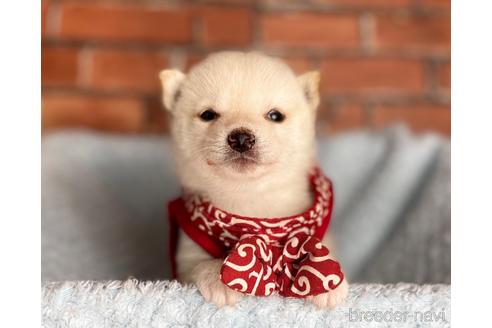 成約済の福岡県の豆柴-202615の6枚目