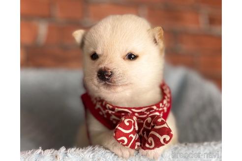 成約済の福岡県の豆柴-202615の2枚目