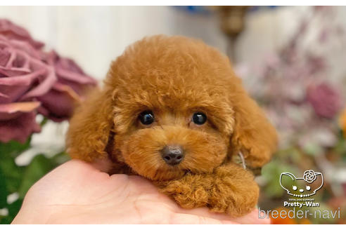 成約済の愛知県のタイニープードル-198572の11枚目