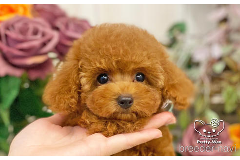 成約済の愛知県のタイニープードル-198572の9枚目