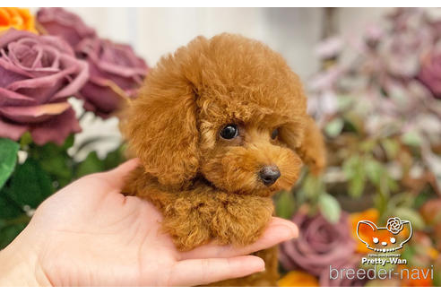 成約済の愛知県のタイニープードル-198572の5枚目