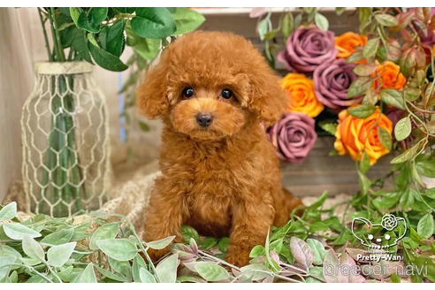 成約済の愛知県のタイニープードル-198572の6枚目