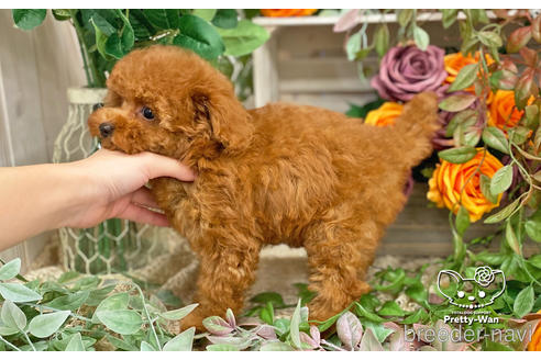 成約済の愛知県のタイニープードル-198572の7枚目