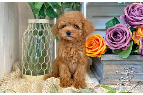 成約済の愛知県のタイニープードル-200703の13枚目