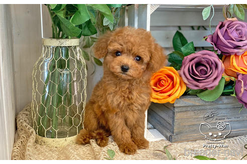 成約済の愛知県のタイニープードル-200703の12枚目