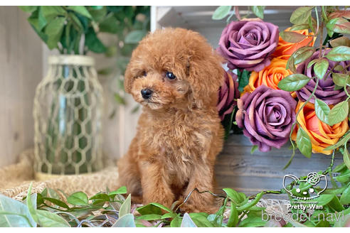 成約済の愛知県のタイニープードル-200703の11枚目