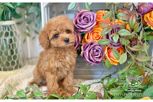 成約済の愛知県のタイニープードル-200703の10枚目