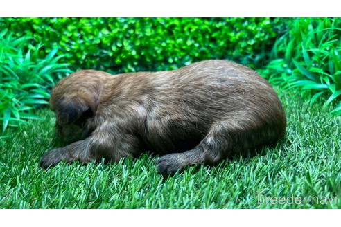 成約済の埼玉県のチワワ(ロングコート)-202680の7枚目