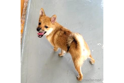 成約済の茨城県のミックス犬-186237の4枚目