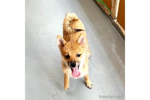 成約済の茨城県のミックス犬-186237