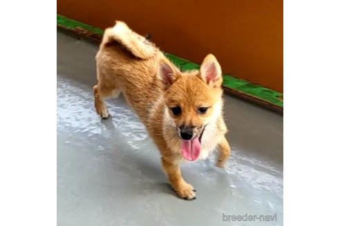 成約済の茨城県のミックス犬-186237の5枚目
