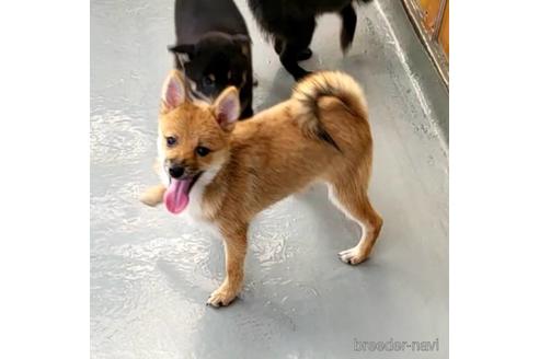 成約済の茨城県のミックス犬-186237の2枚目