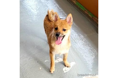 成約済の茨城県のミックス犬-186237の3枚目