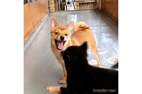 成約済の茨城県のミックス犬-186236の5枚目