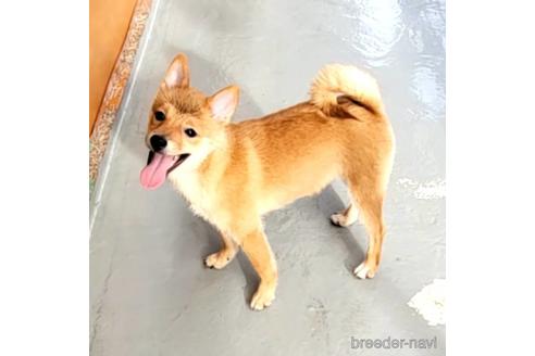 成約済の茨城県のミックス犬-186236の4枚目