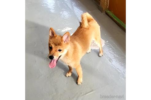 成約済の茨城県のミックス犬-186236の3枚目