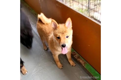成約済の茨城県のミックス犬-186236の2枚目