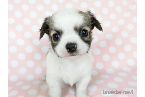 成約済の千葉県のチワワ(ロングコート)-201392の8枚目