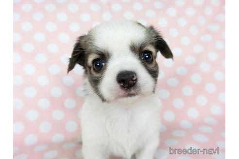 成約済の千葉県のチワワ(ロングコート)-201392の9枚目