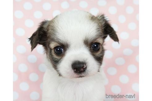 成約済の千葉県のチワワ(ロングコート)-201392の10枚目