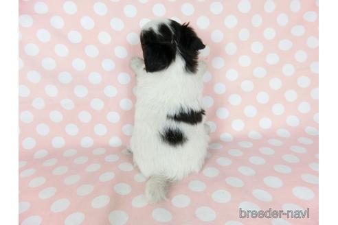 成約済の千葉県のチワワ(ロングコート)-201396の8枚目