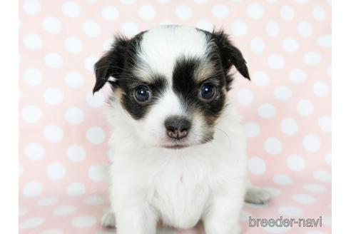 成約済の千葉県のチワワ(ロングコート)-201396の9枚目