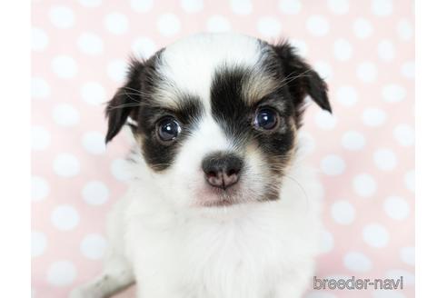 成約済の千葉県のチワワ(ロングコート)-201396の10枚目