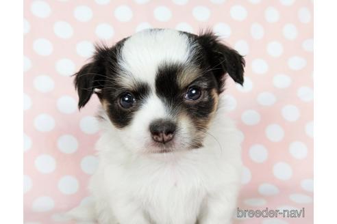 成約済の千葉県のチワワ(ロングコート)-201396の11枚目