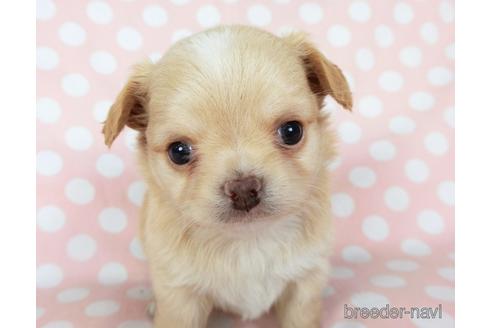 成約済の千葉県のチワワ(ロングコート)-201398の6枚目