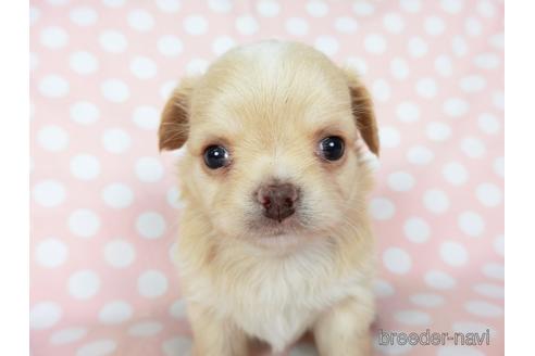 成約済の千葉県のチワワ(ロングコート)-201398の5枚目